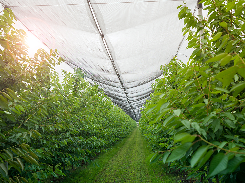 Anti hail netting tensioned across a cable support system above an orchard