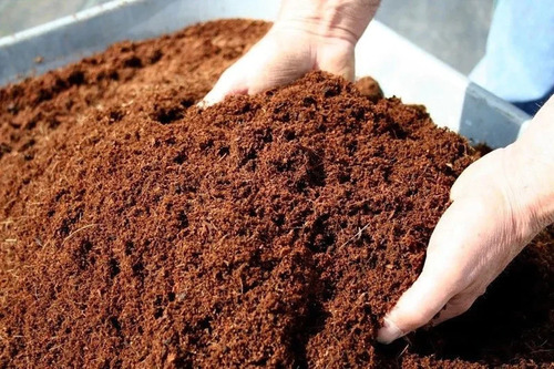 Hands crumbling expanded cocopeat growing media