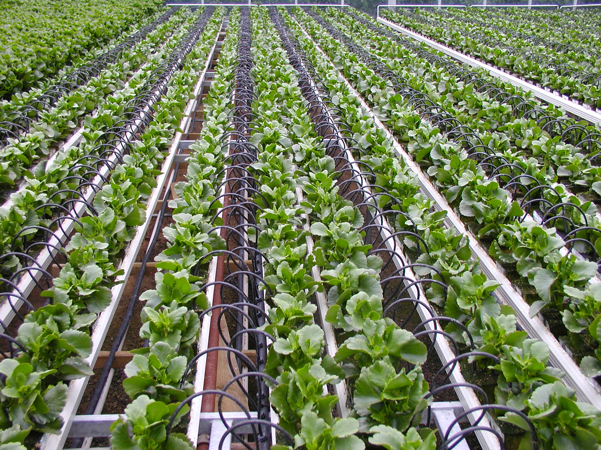 Drip irrigation lateral running along a row of crops