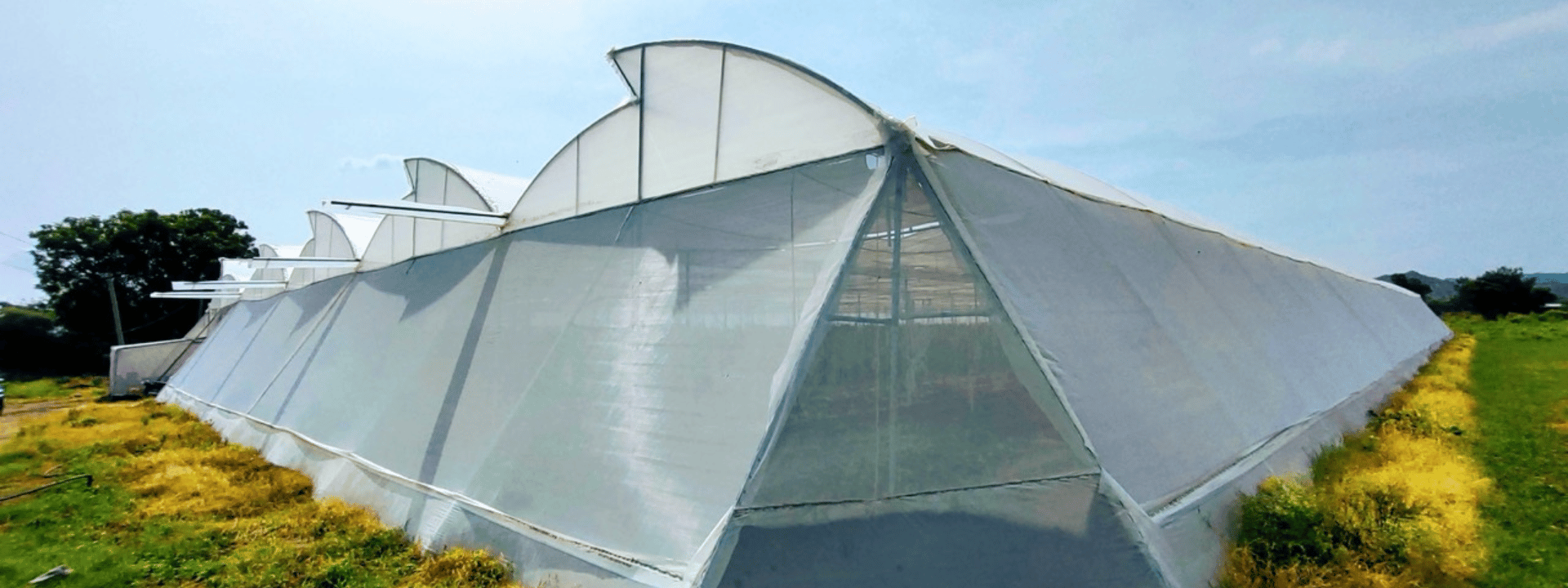 Interior of a naturally ventilated polyhouse with rows of young plants