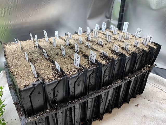 Root trainer block holding forty young forestry seedlings