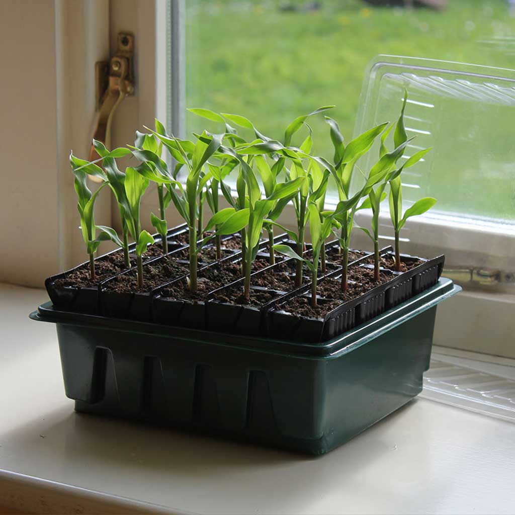 Single-cell root trainers holding larger plantation saplings