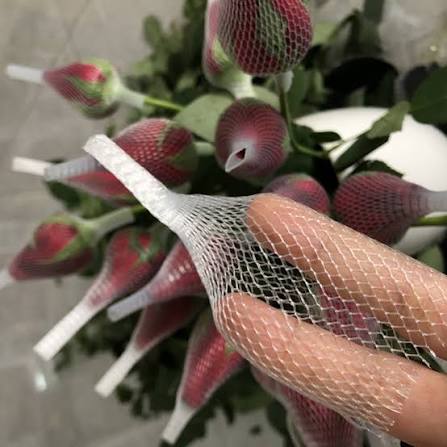 Dutch rose buds fitted with protective net sleeves on the plant