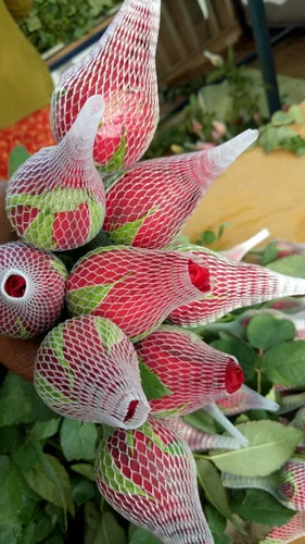 Worker fitting a net sleeve to a developing rose bud