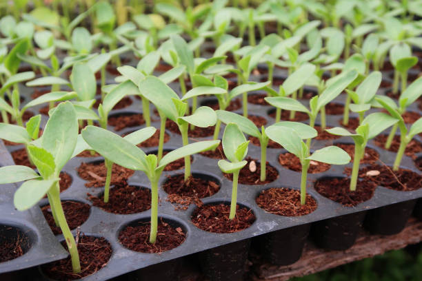 50-cavity tray holding larger cucurbit seedlings