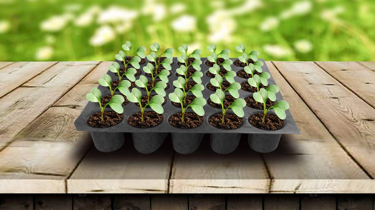 Worker transplanting plugs from tray to field bed
