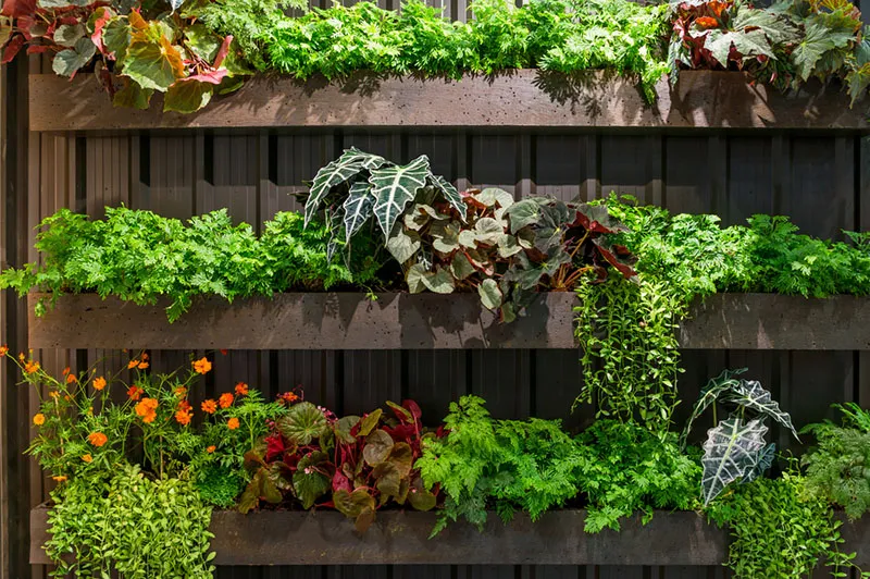 Close-up of a modular green wall panel with established planting