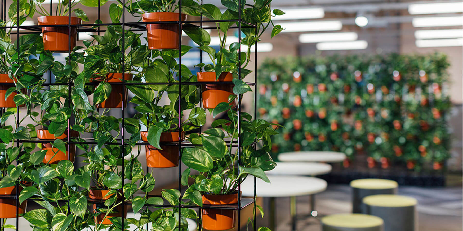 Drip irrigation lines feeding zoned sections of a vertical garden